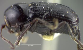 Media type: image;   Entomology 5044 Aspect: habitus lateral view